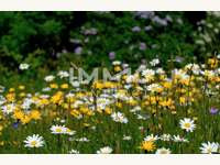 Wohnung 4030 Linz