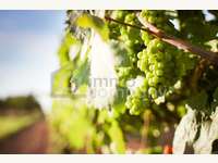 Gewerbeimmobilie in Wien