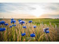 Landwirtschaftsgrund 4565 Inzersdorf im Kremstal