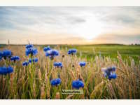 Landwirtschaftsgrund 6401 Inzing